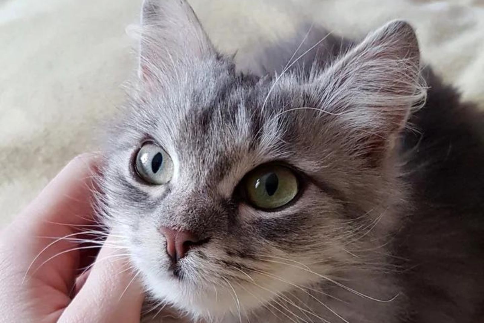 close-up photo of kitten named nika