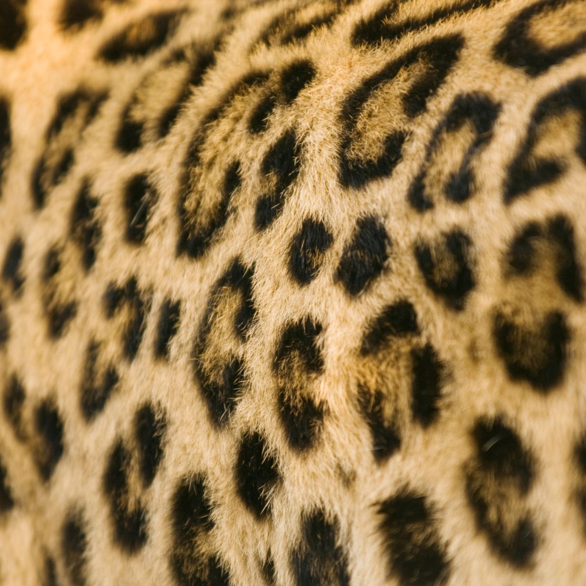 close-up photo of leopard coat