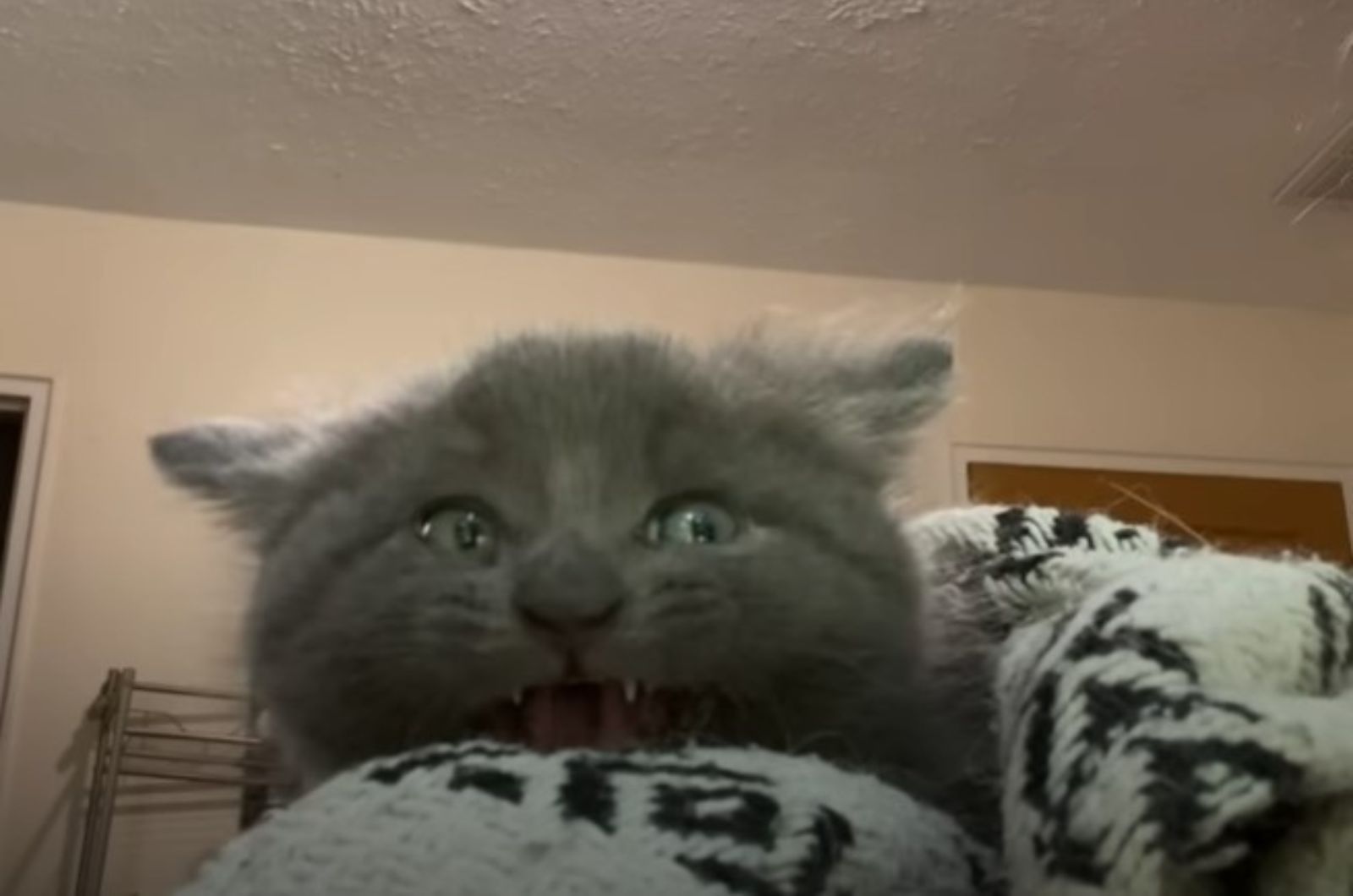 close-up photo of scared kitten