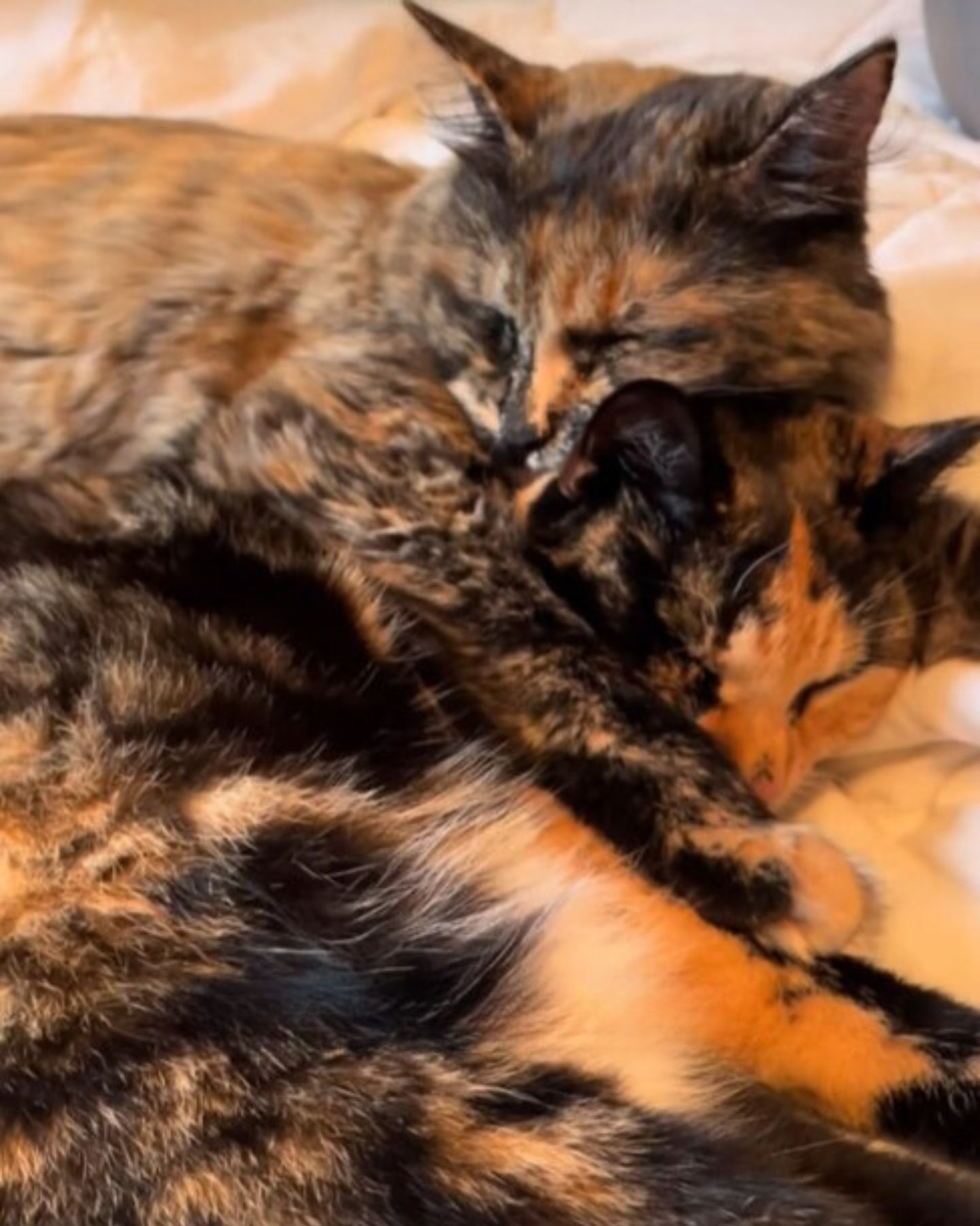 close-up photo of sister cats sleeping