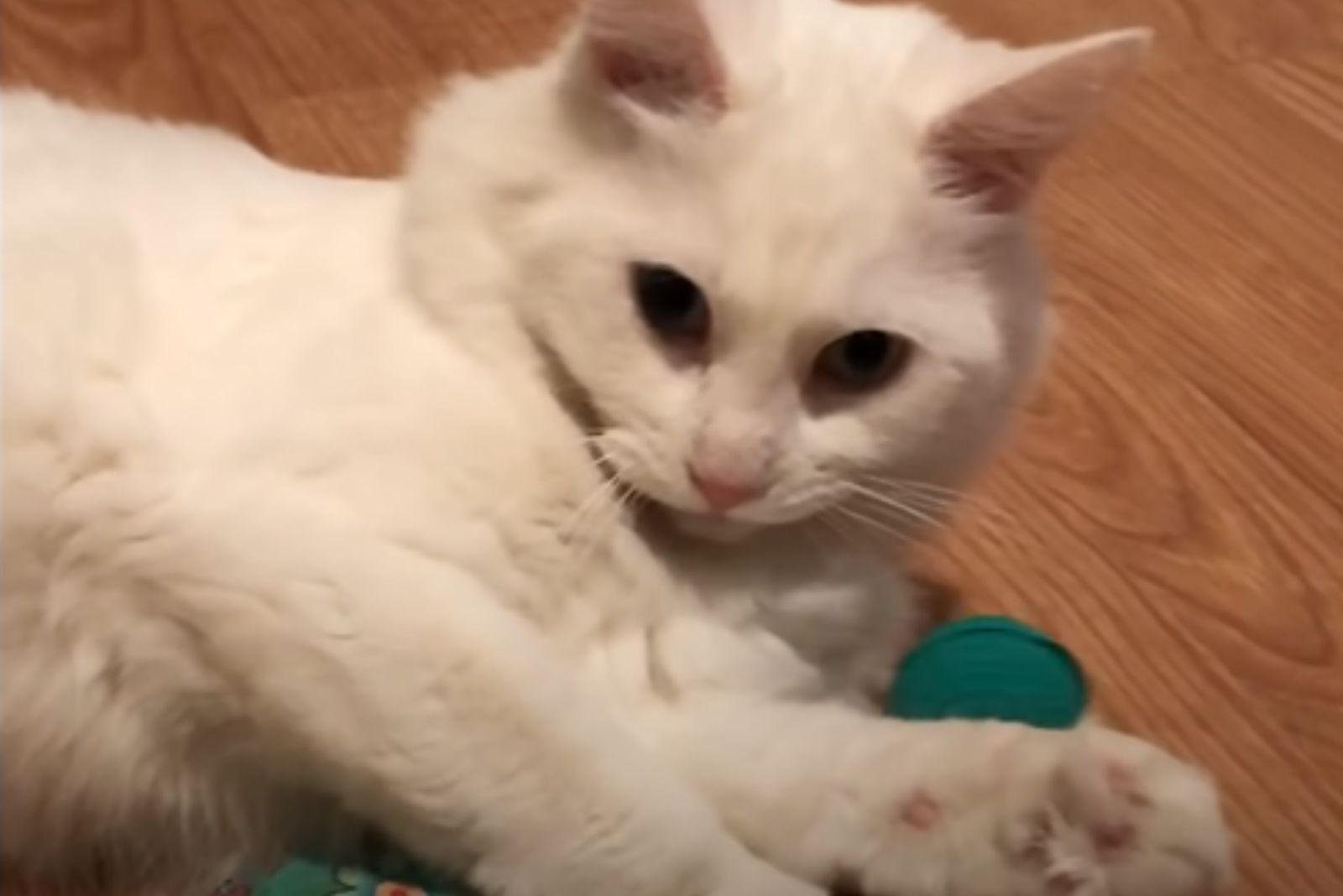 close-up photo of white cat