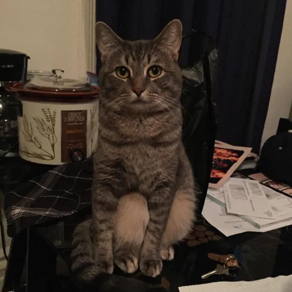 confused cat sitting