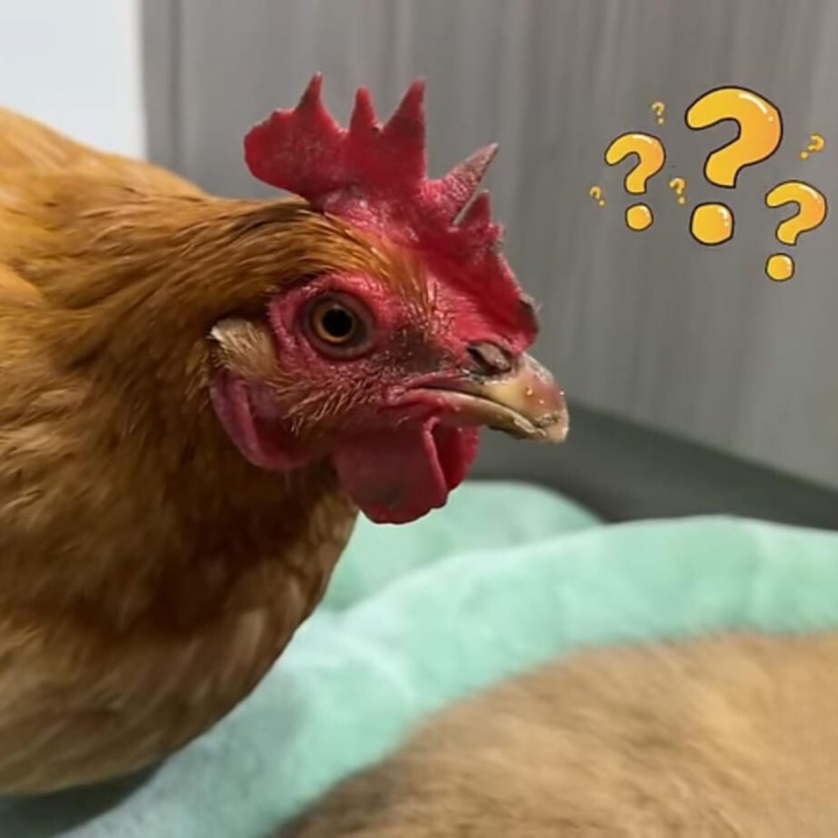confused chicken