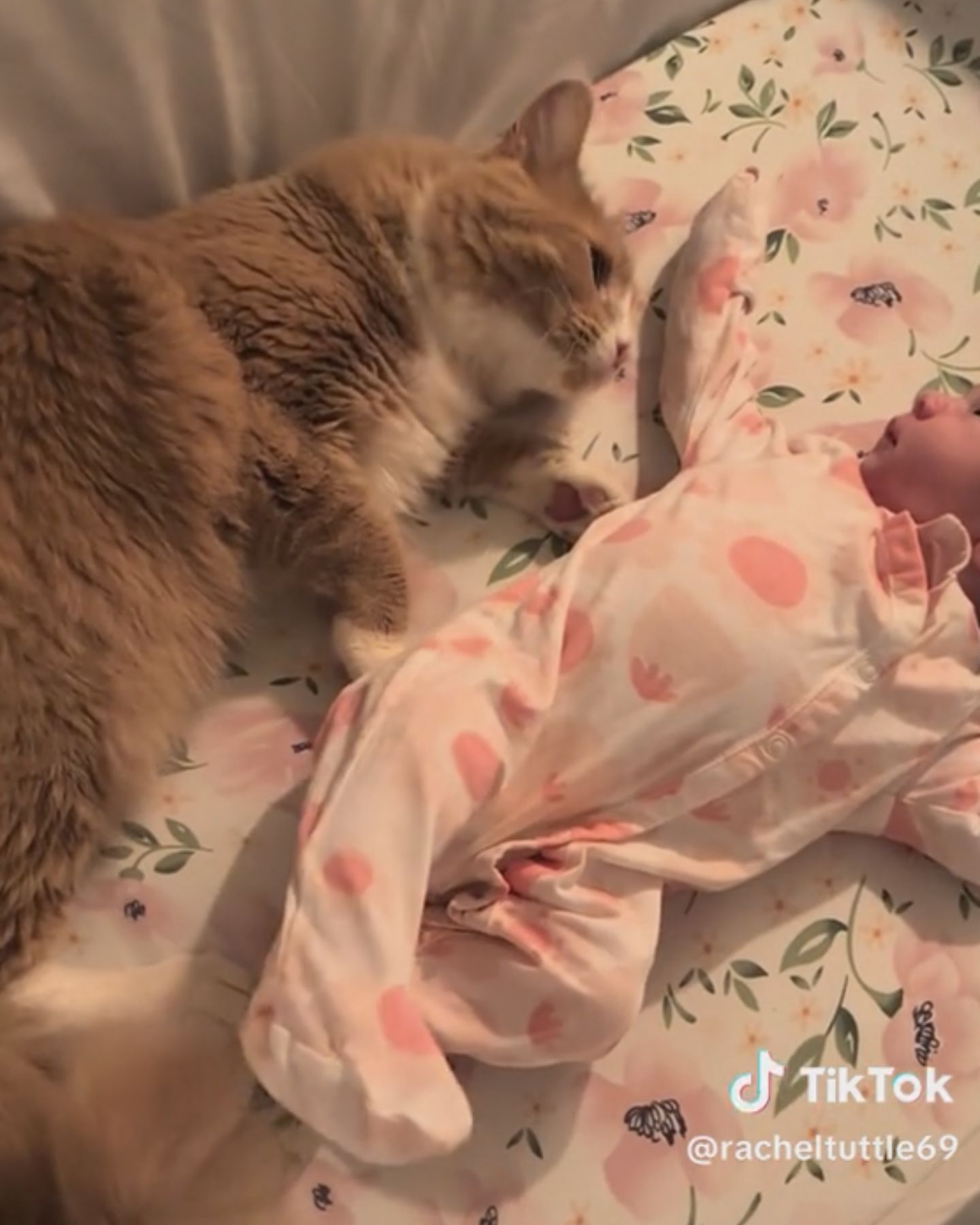 cute cat and newborn baby