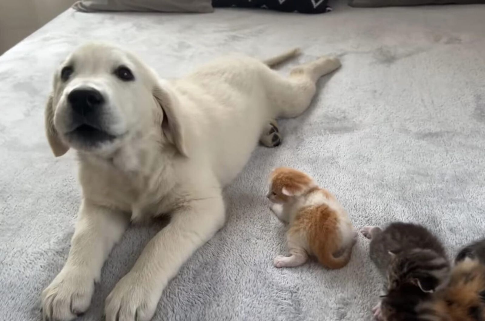cute dog and cute kittens