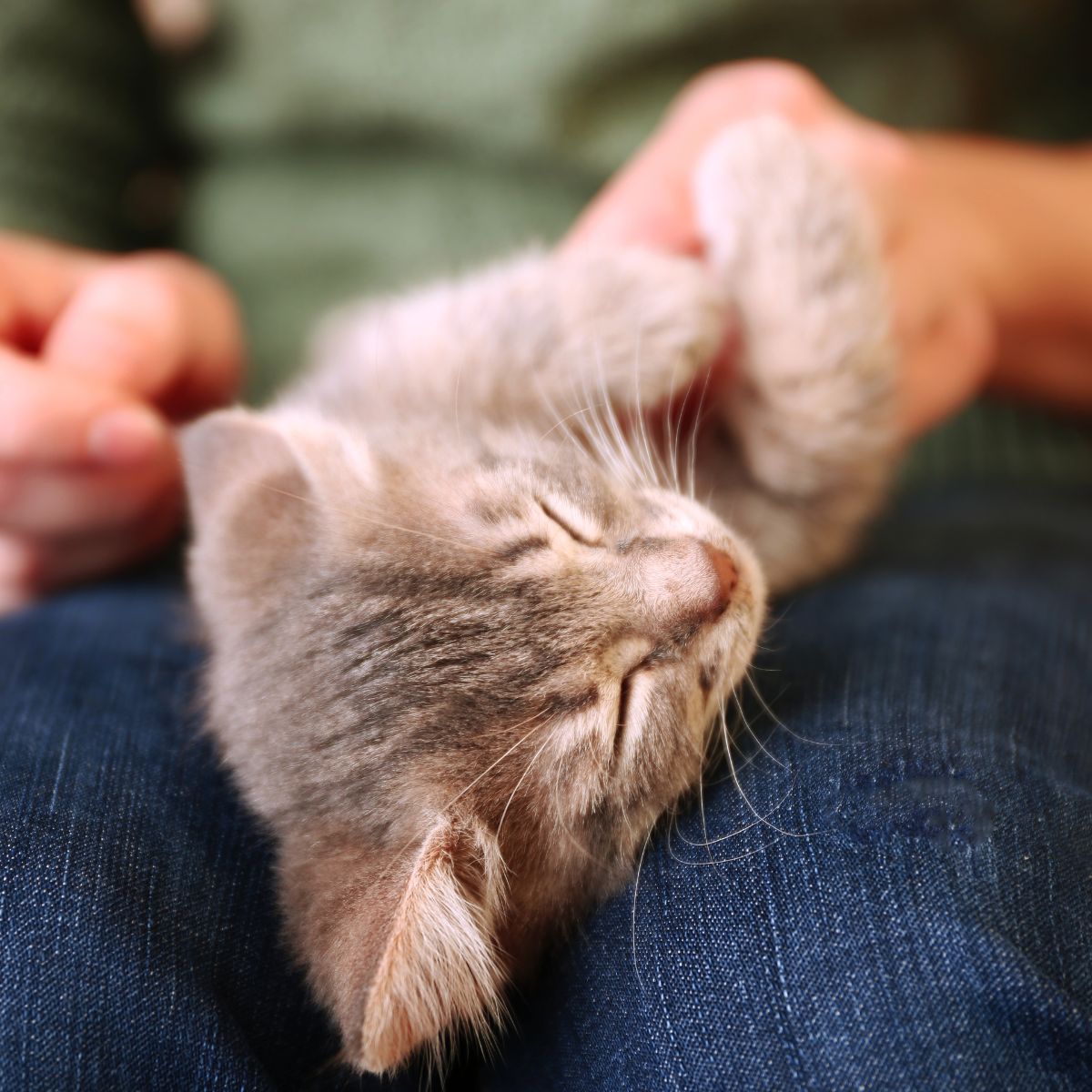 cute kitten laying on a owner