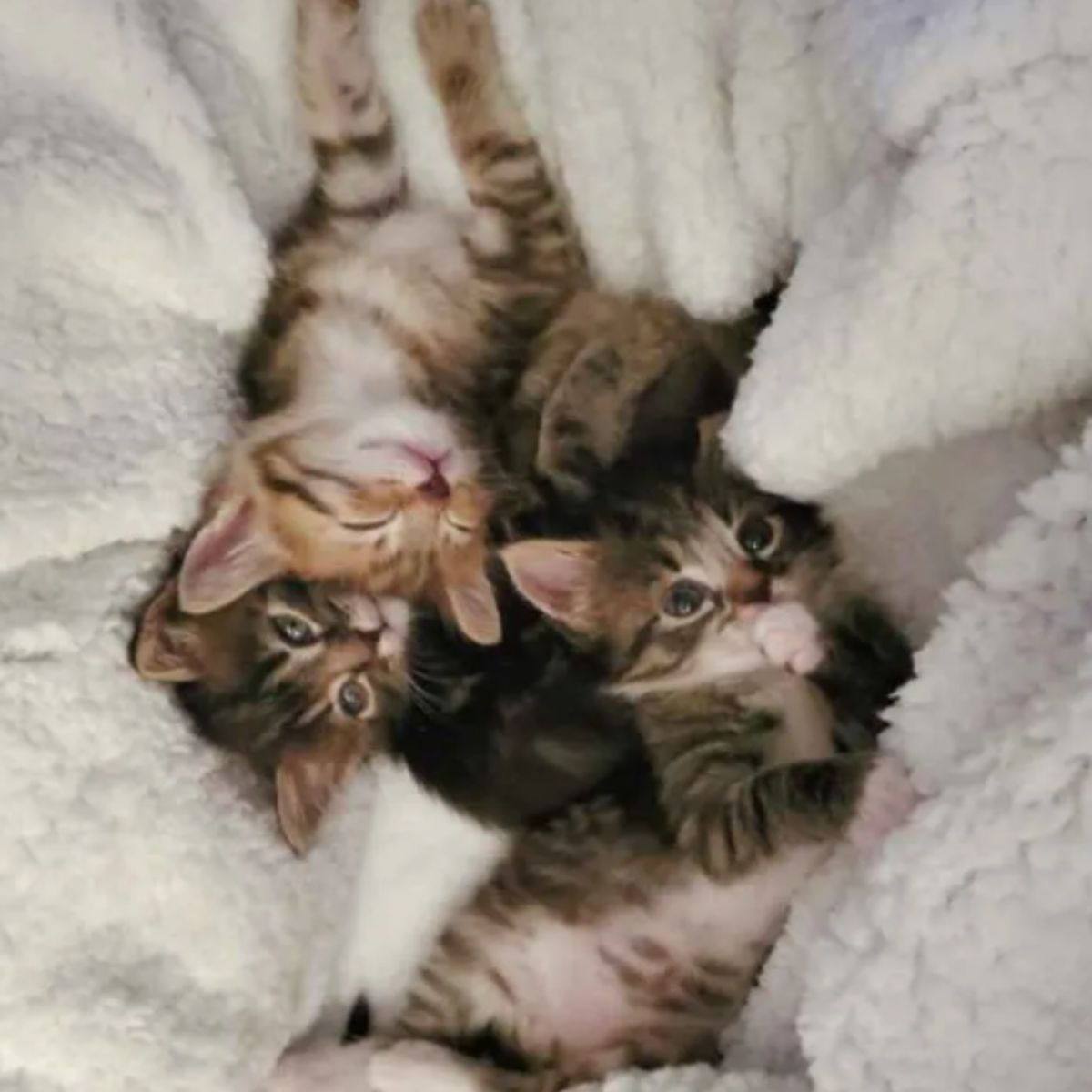 cute kittens laying together
