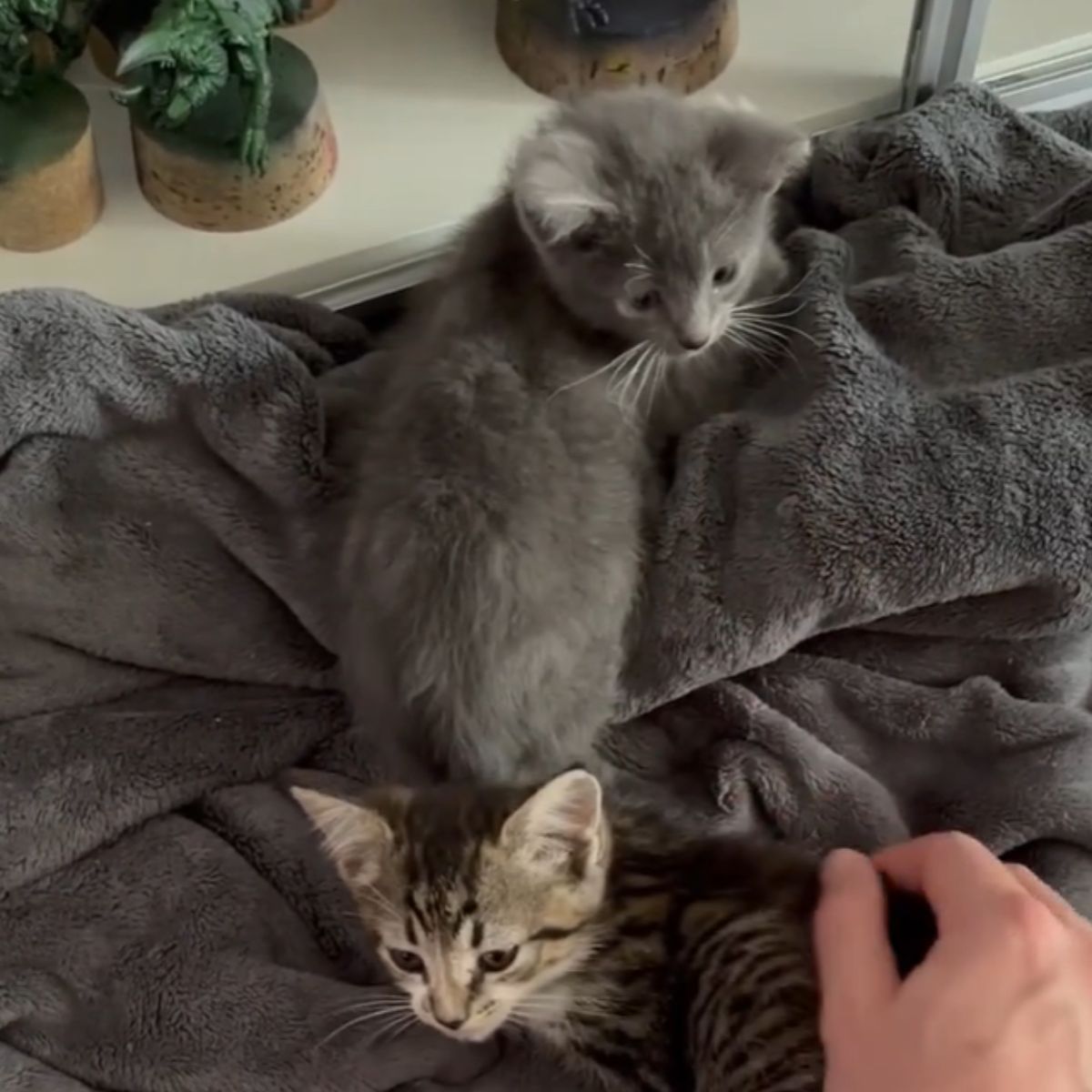 cute kittens standing on a blanket