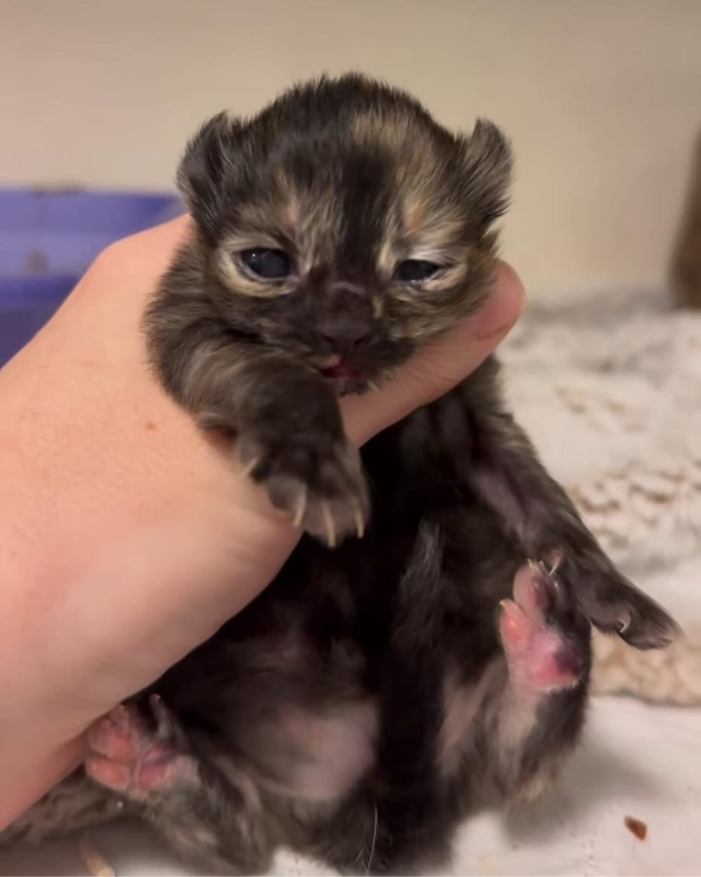 cute newborn black kitten