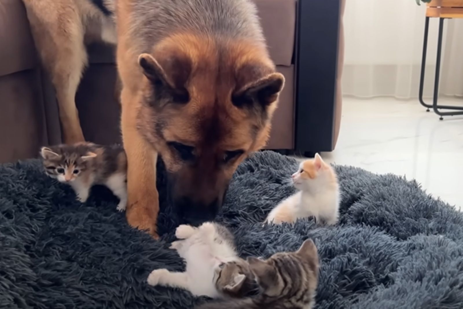 dog sniffing kittens lying in his bed