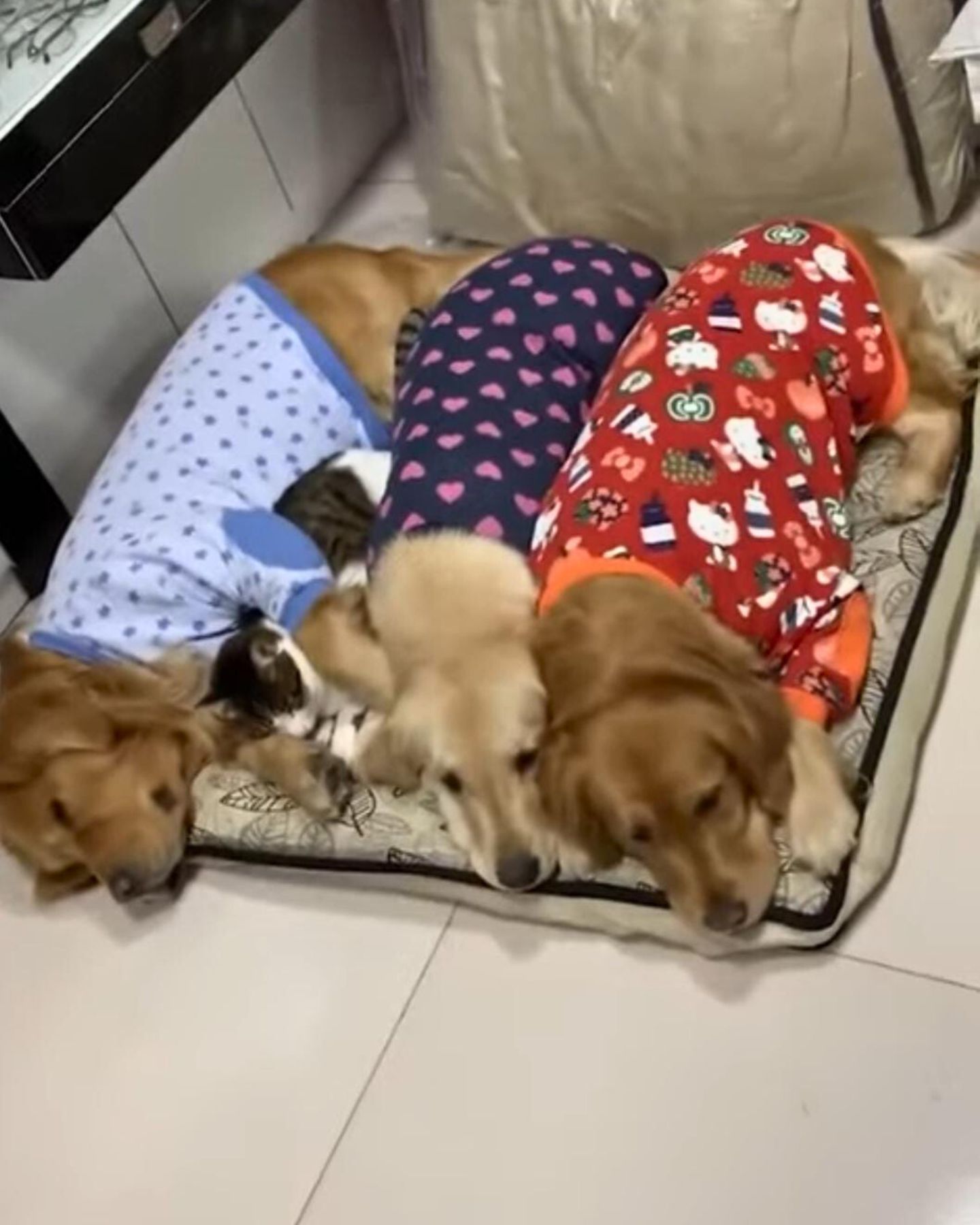 dogs with clothes on
