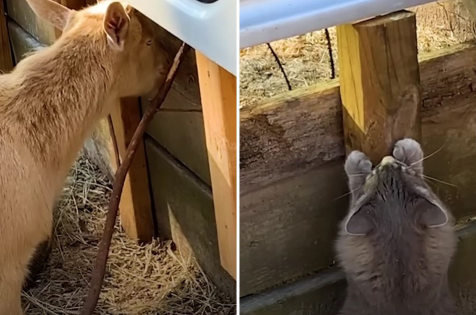 farm goat and a gray kitten