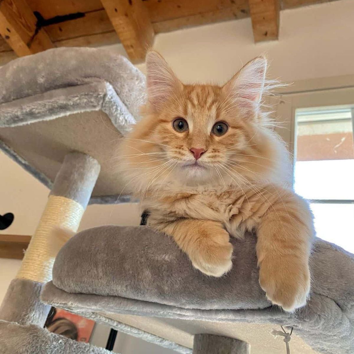 fluffy orange cat on cat tree