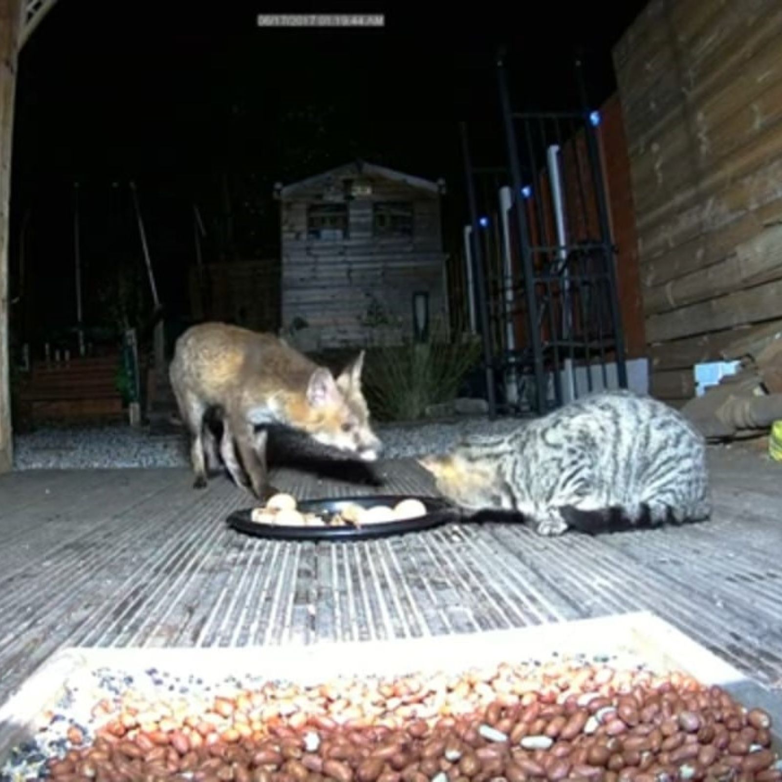 fox and cat sharing food