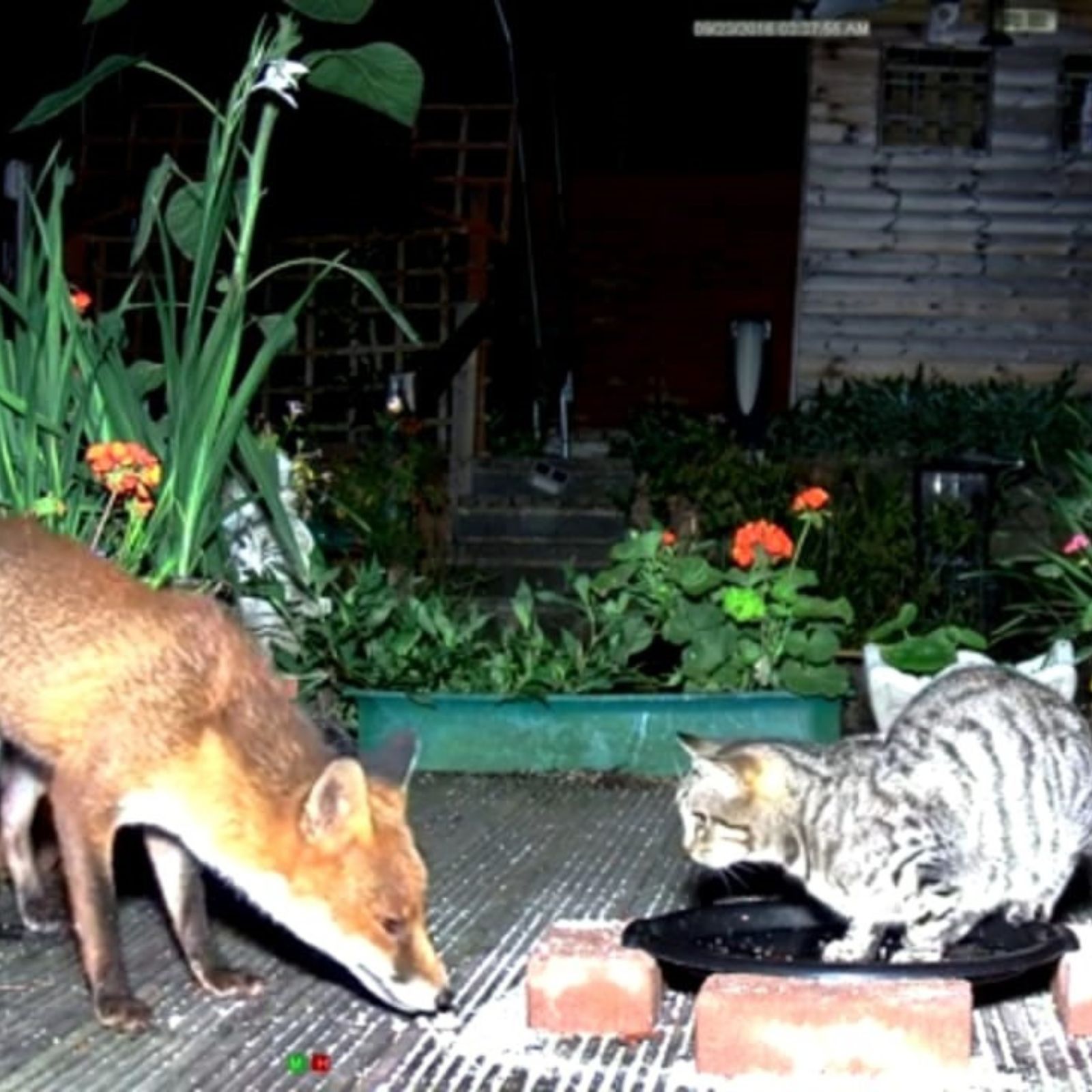 fox sniffing and cat sitting