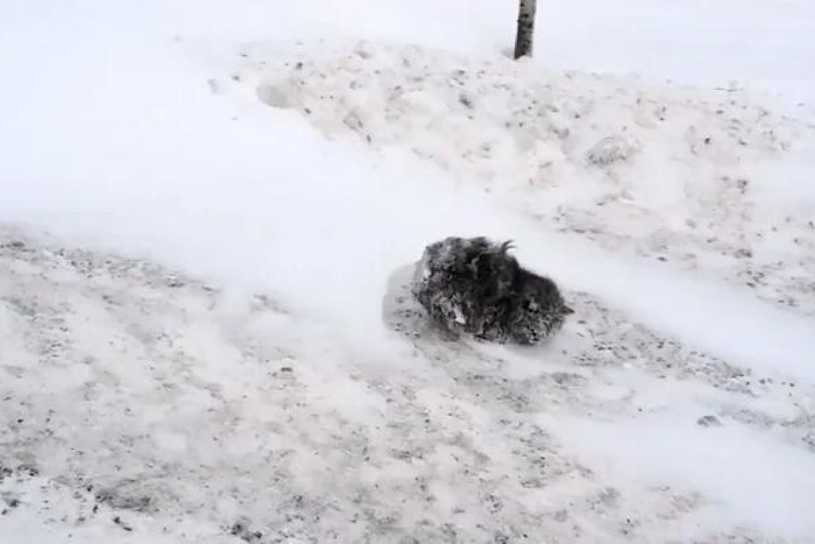 frozen kitten in the snow