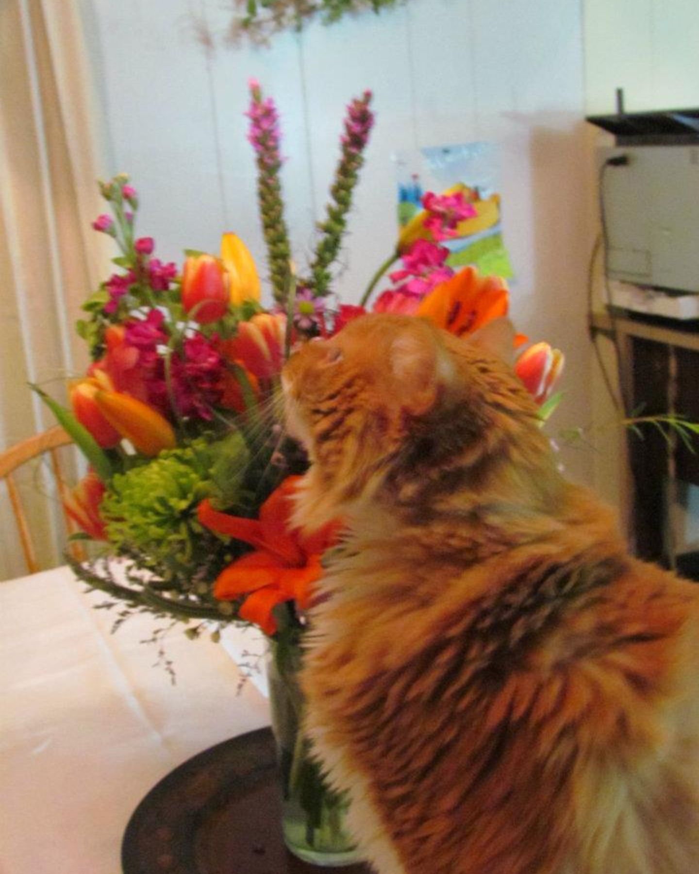 ginger cat and flowers
