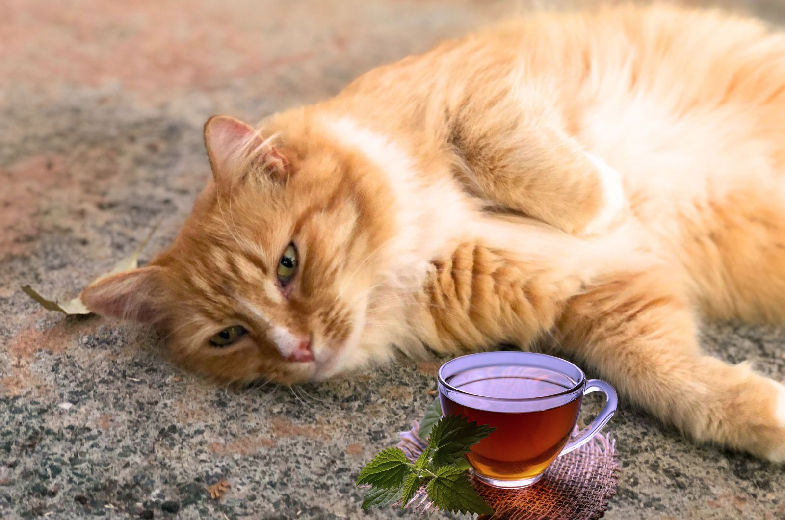 ginger cat and tea