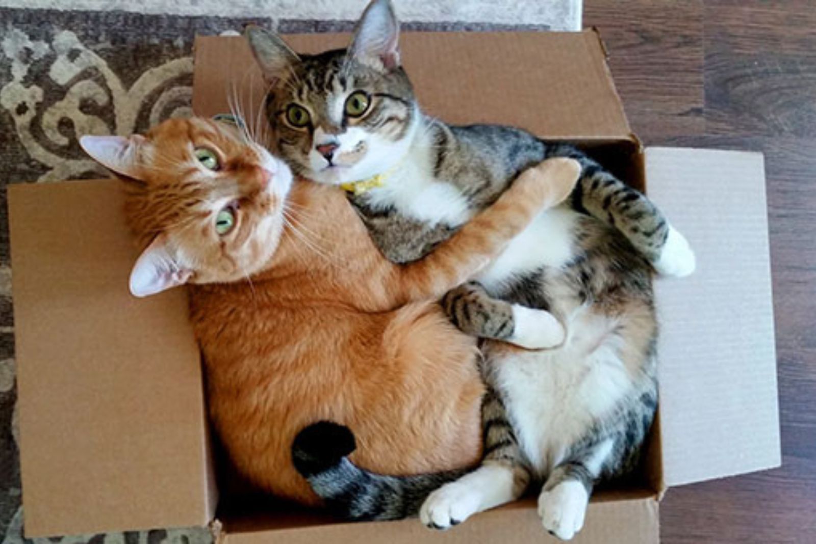 ginger cat hugging other cat
