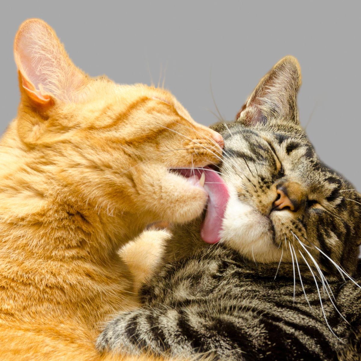 ginger cat licking domestic cat