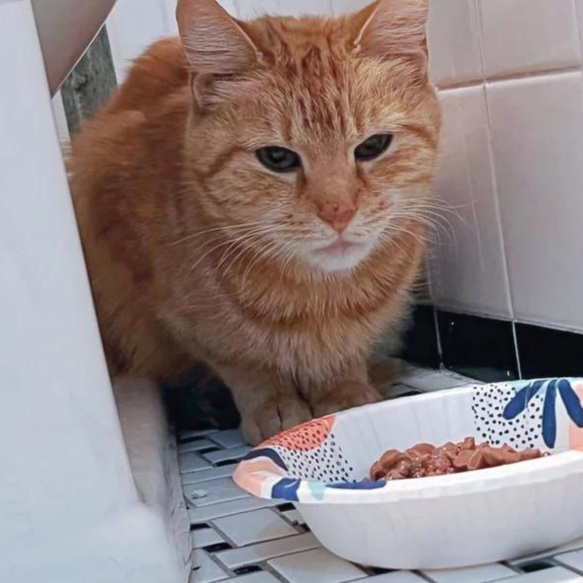 ginger cat with food