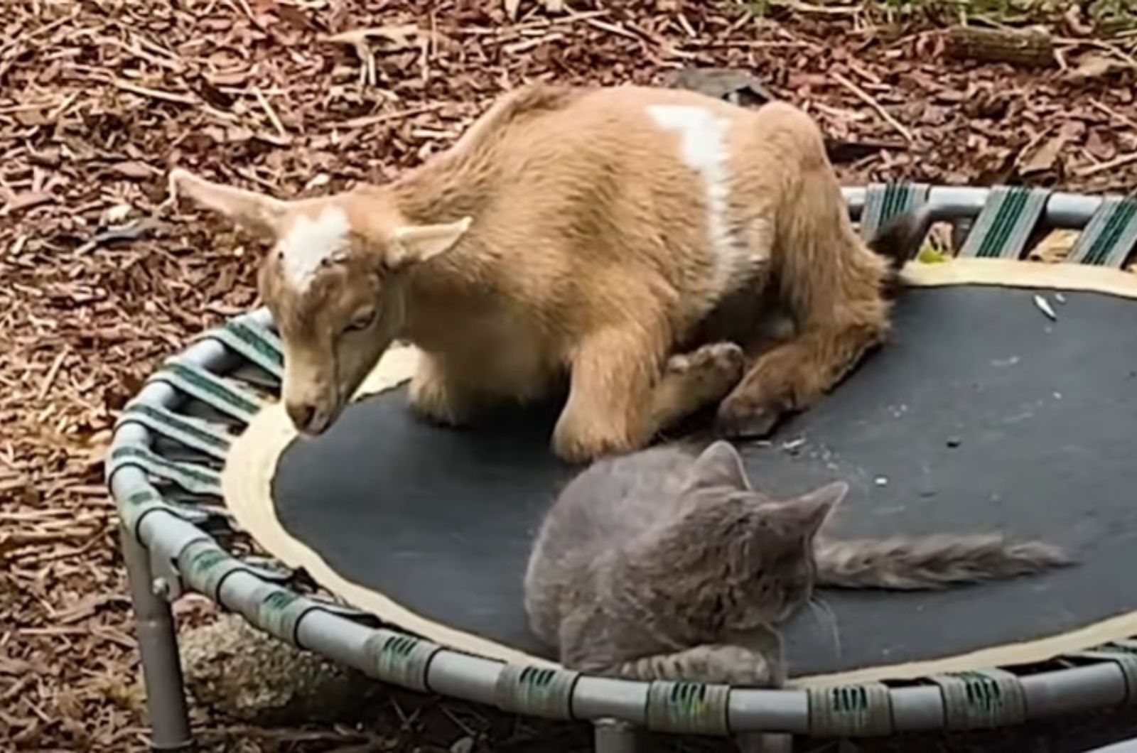goat and cat lying on trampoline
