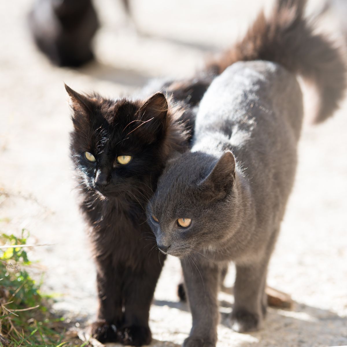 gray cat and black cat