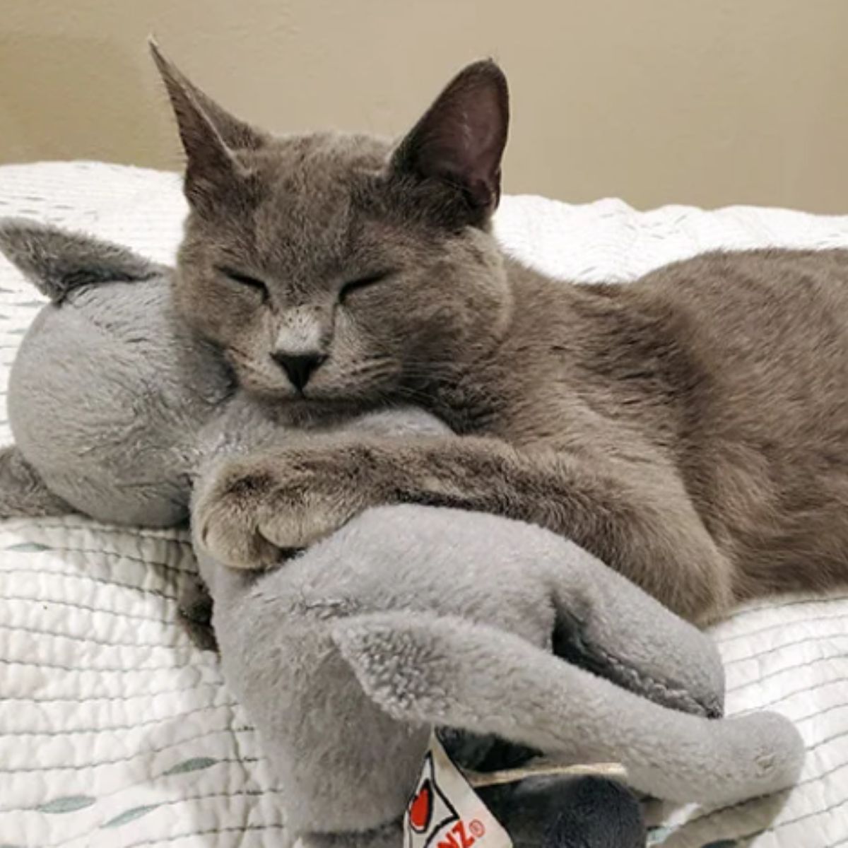 gray cat hugging stuffed animal