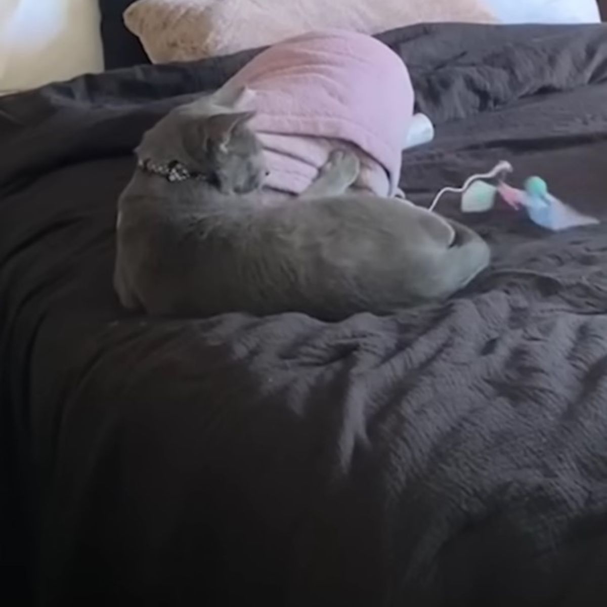 gray cat laying on the bed