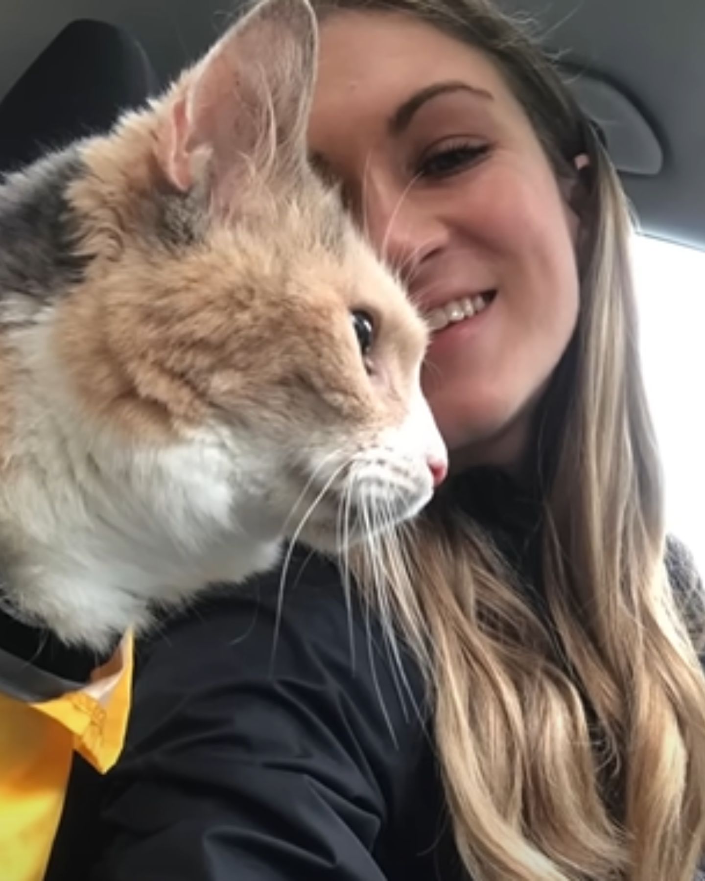 grumpy cat with her owner in the car