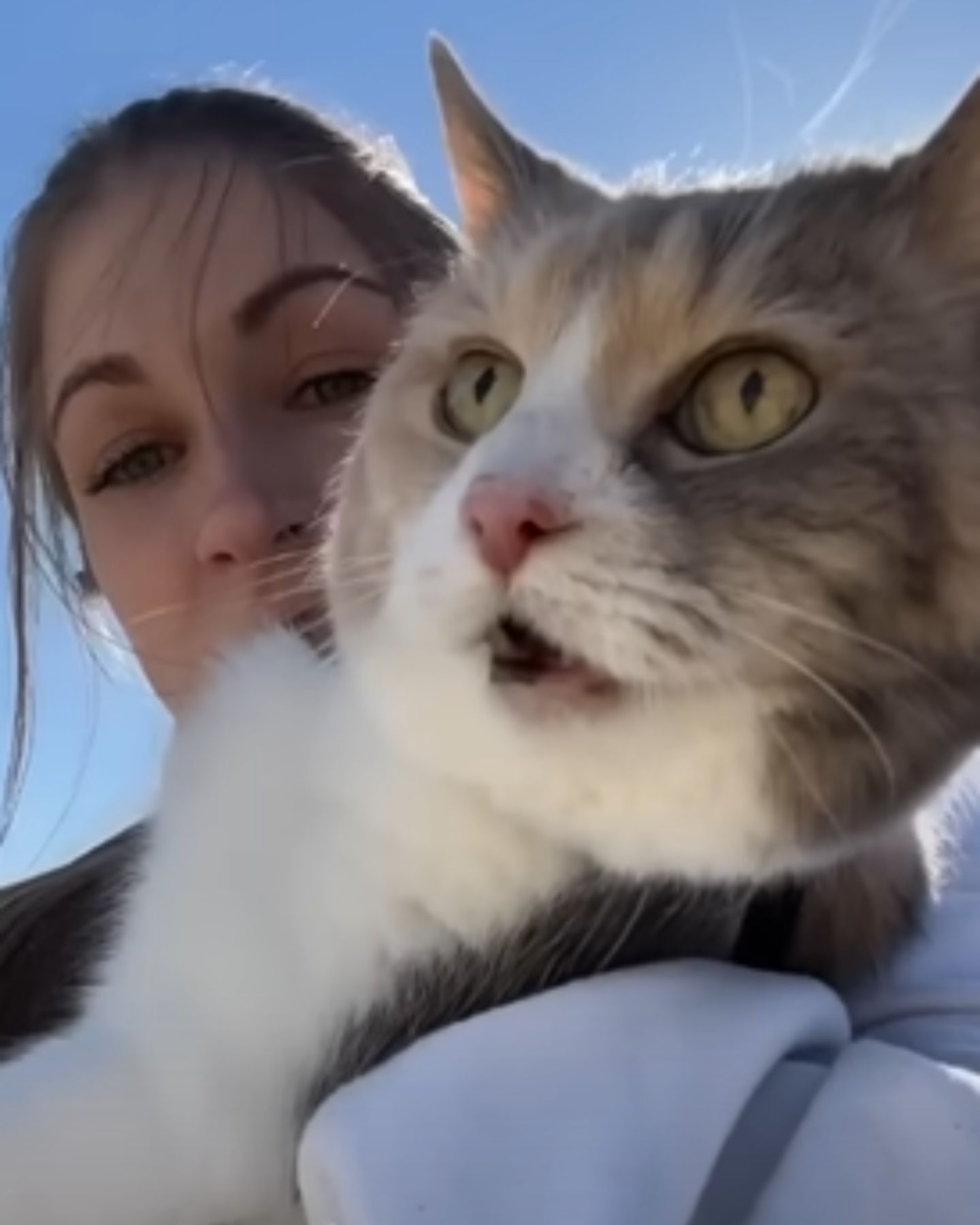 grumpy cat with open mouth