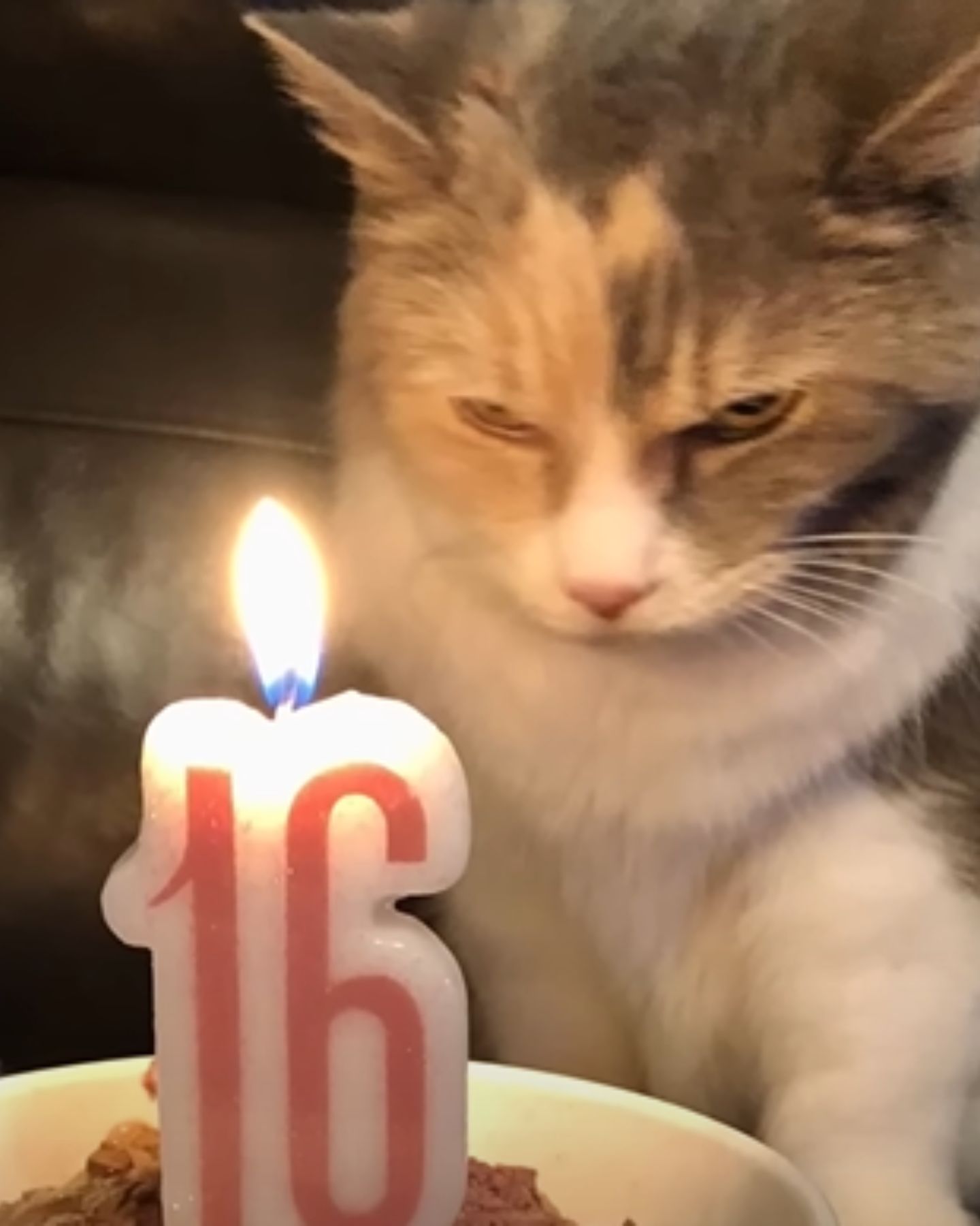 grumpy cats birthday