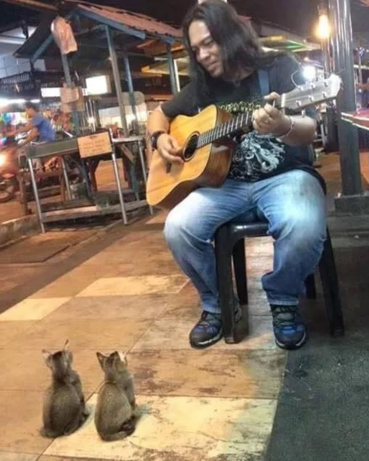 guy playing guitar for kittens