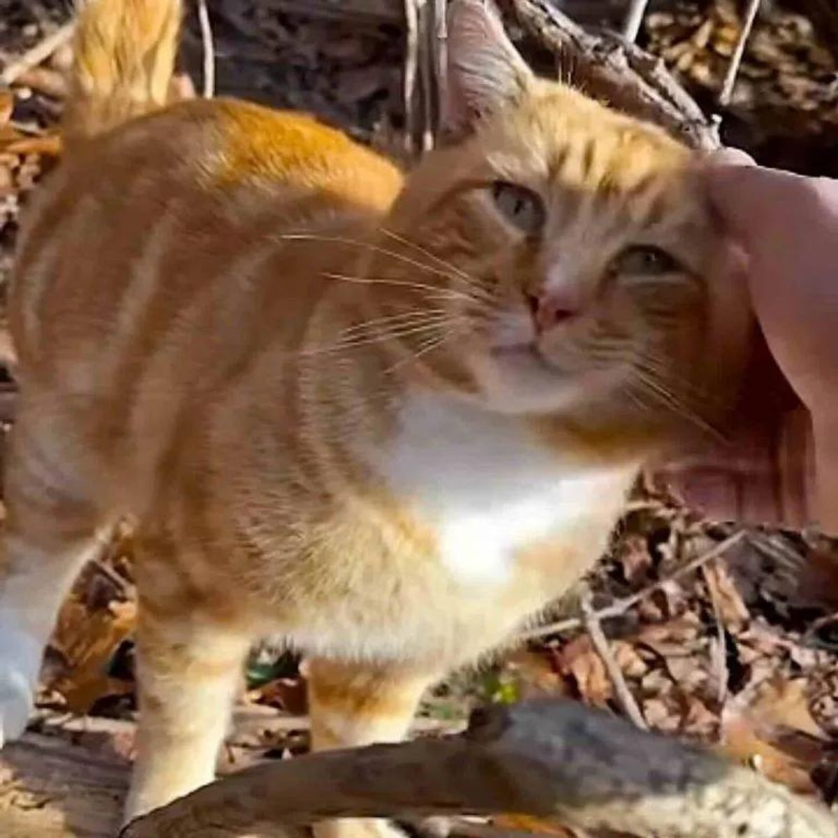 hand petting cat