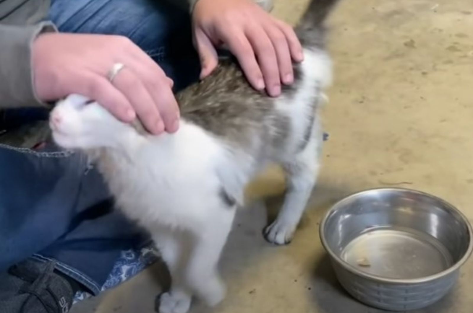 hands petting a cat
