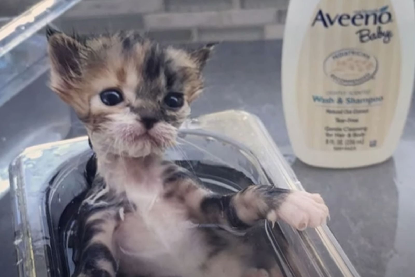 kitten bathing
