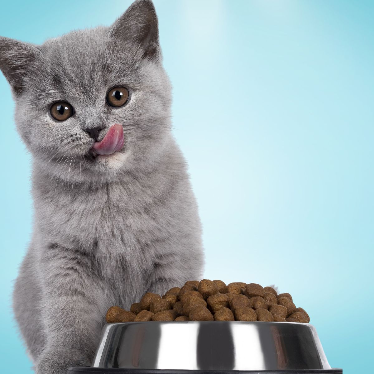kitten eating food from bowl
