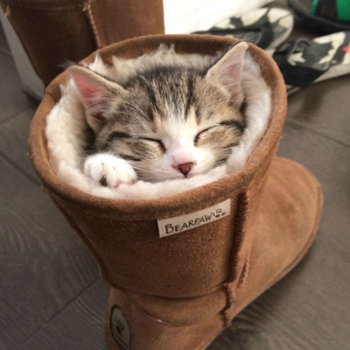 kitten in a boot