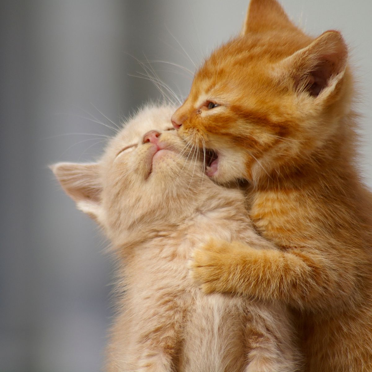 kitten kissing other kitten