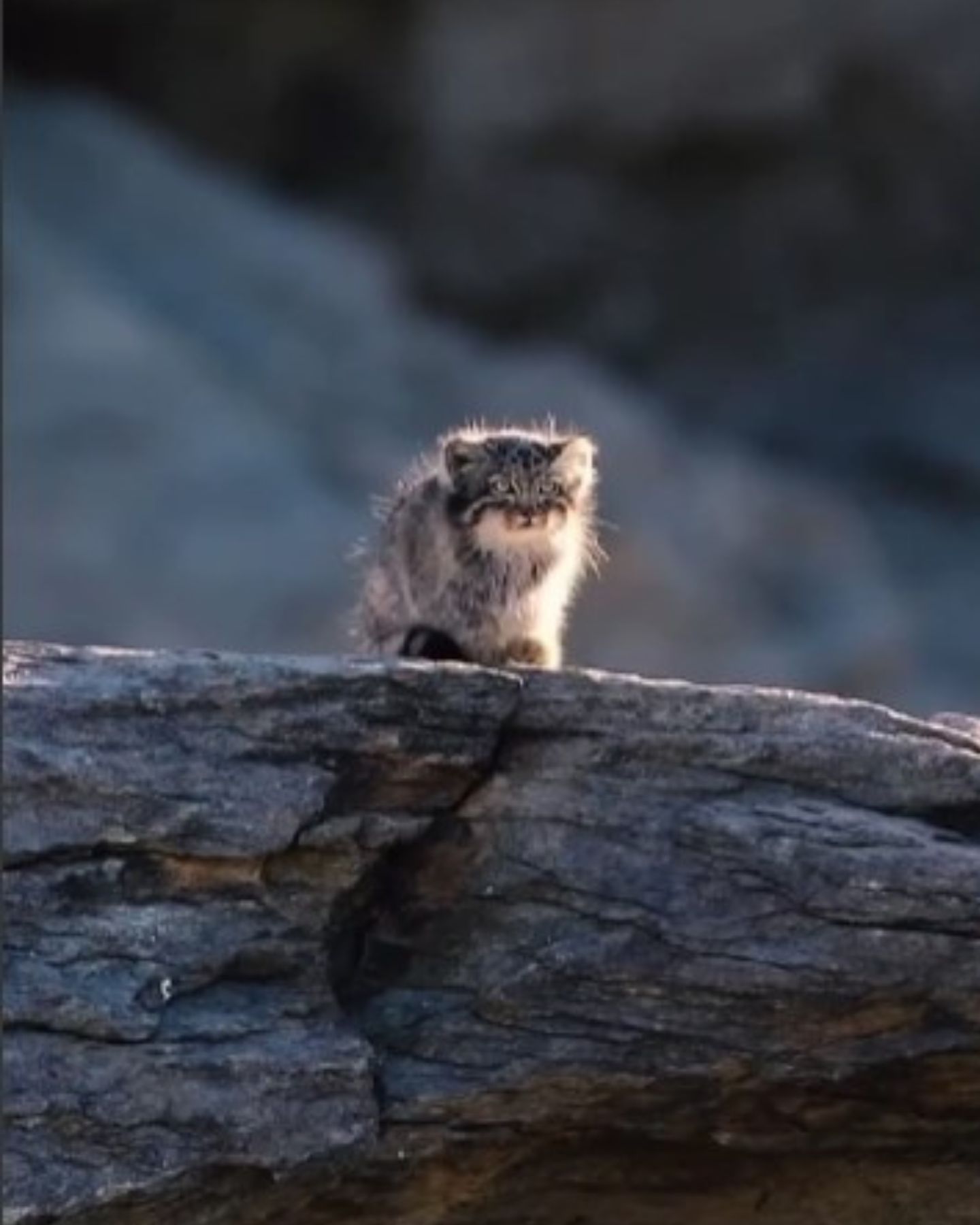 kitten on a rock