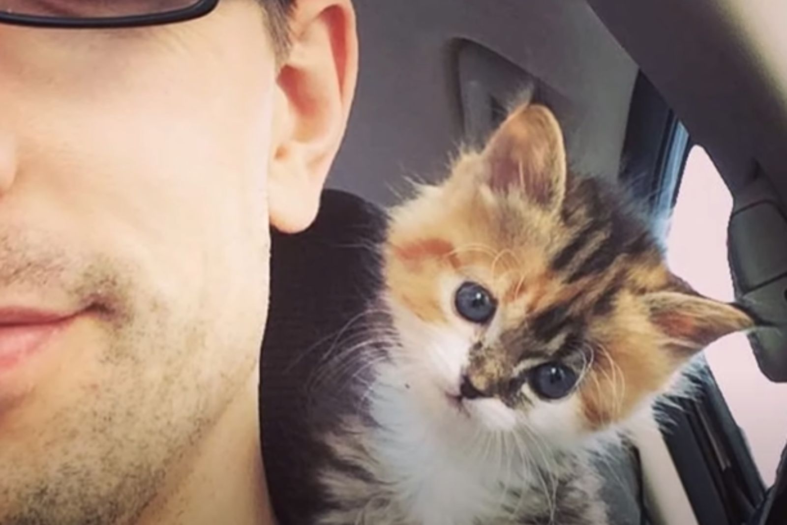 kitten on the owner shoulder