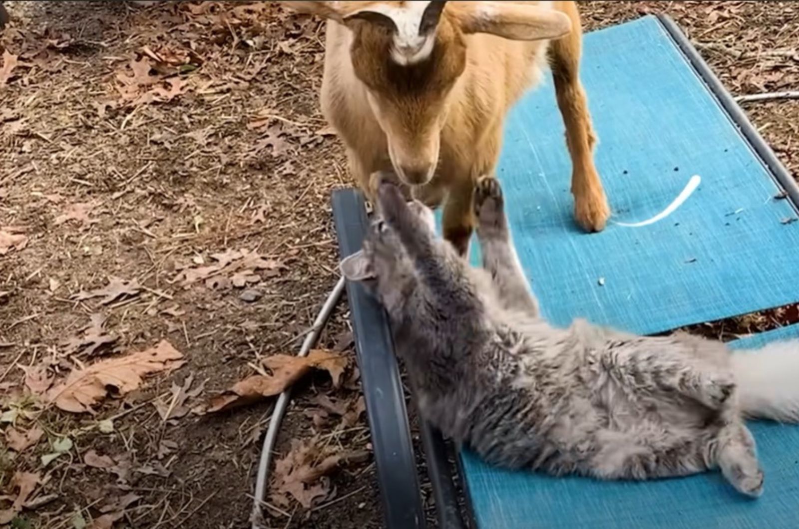 kitten playing with a goat