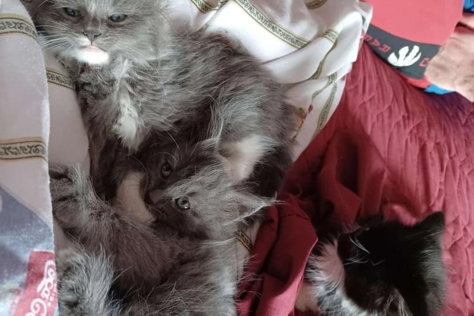 kitten siblings sleeping together