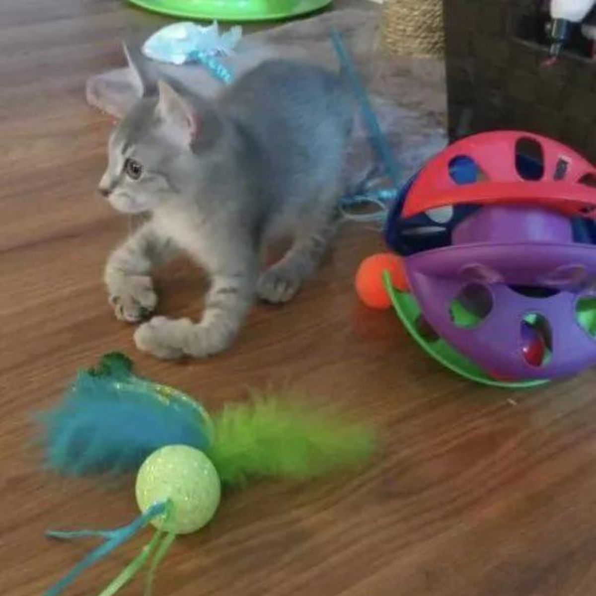 kitten with special paws playing with toys