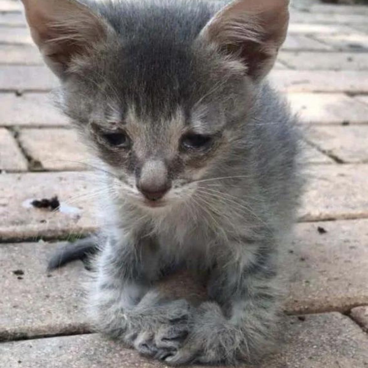 kitten with special paws