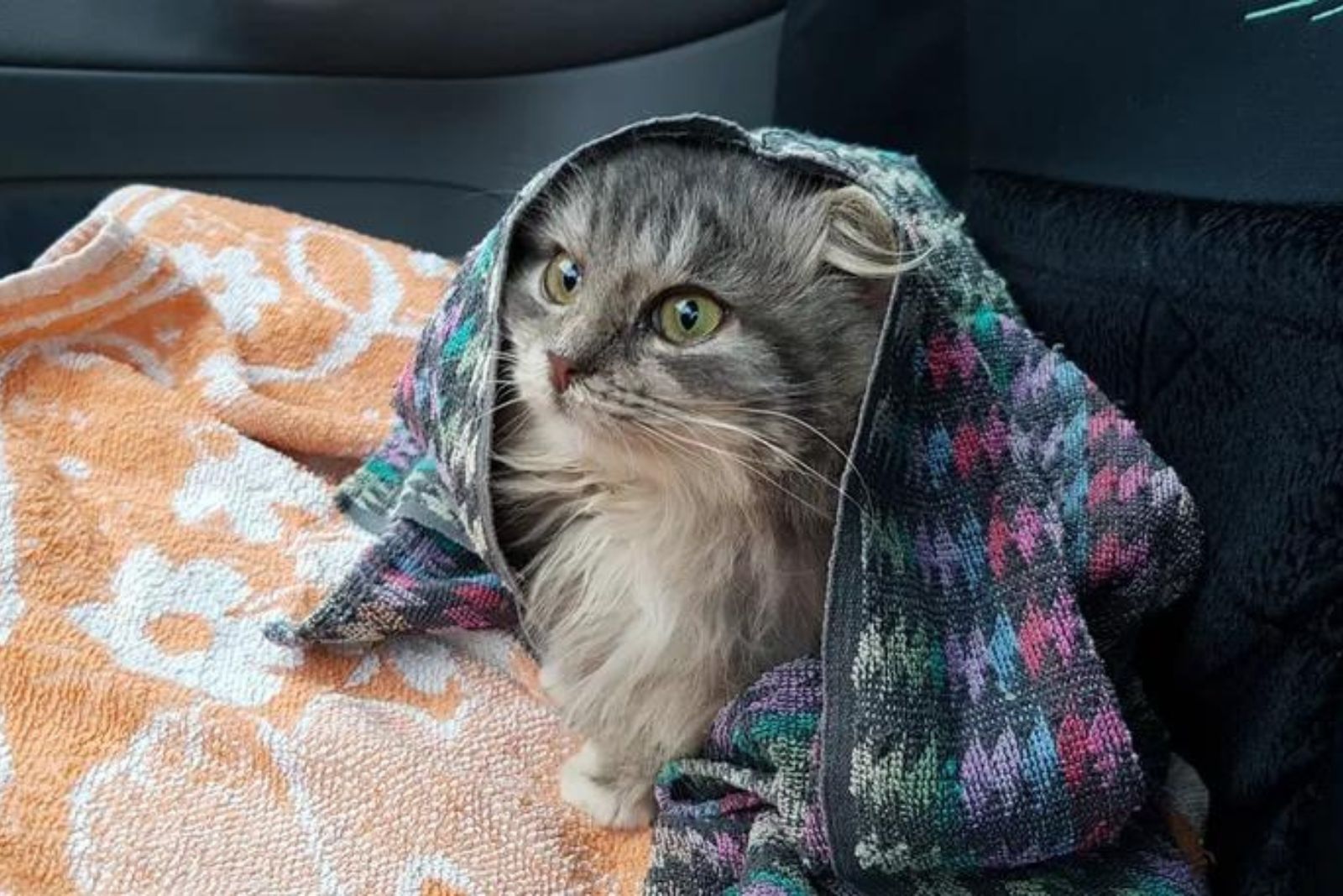 kitten wrapped in a towel