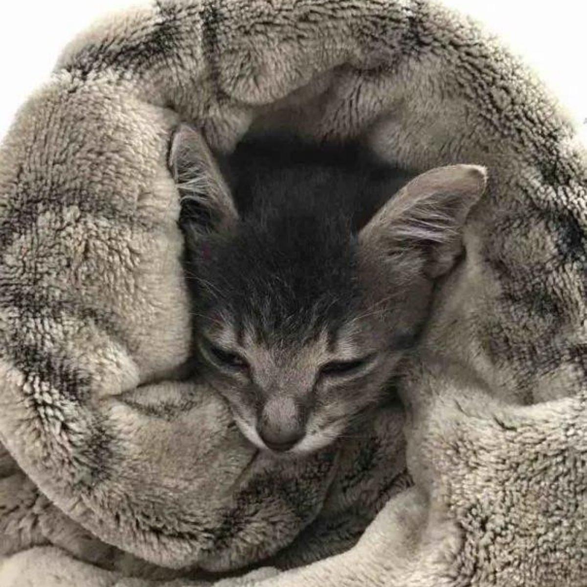 kitten wrapped up in a blanket