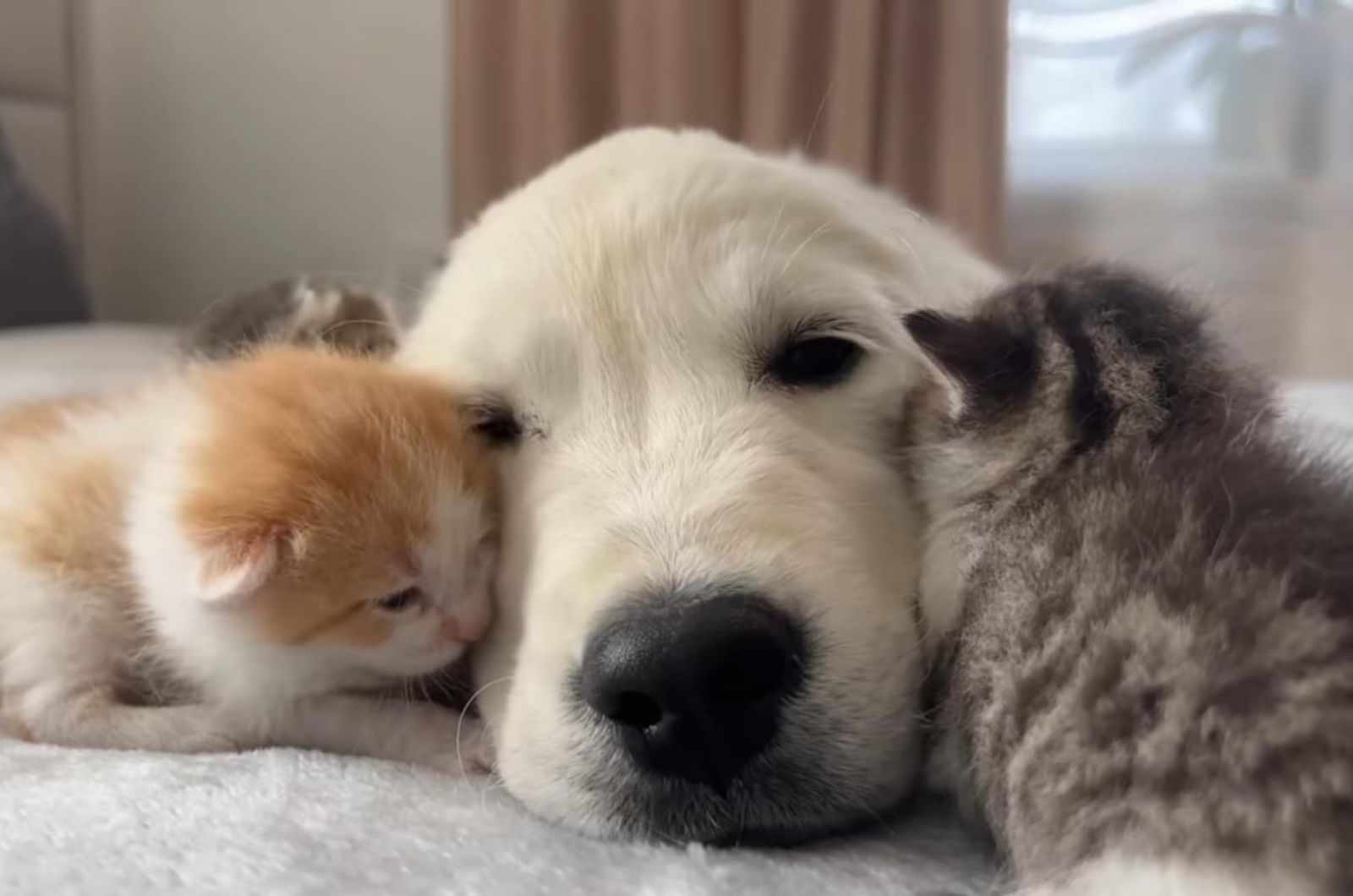 kittens and white dog