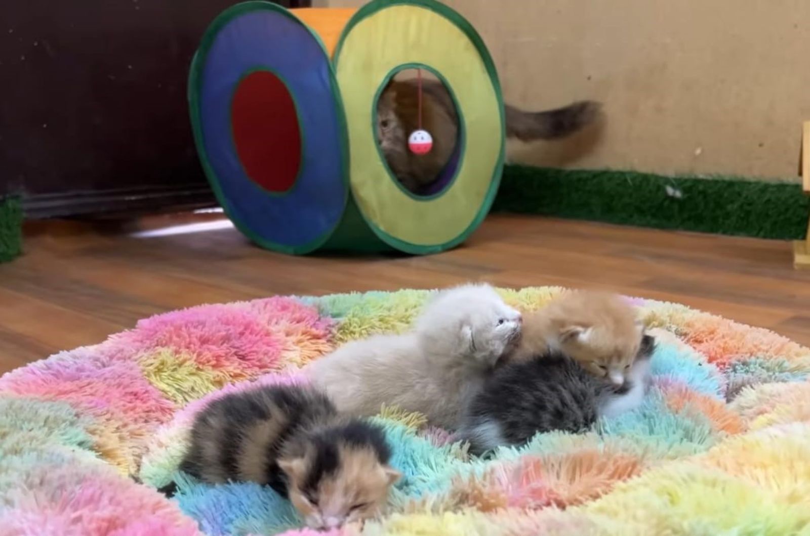 kittens lying on fluffy colorful carpet
