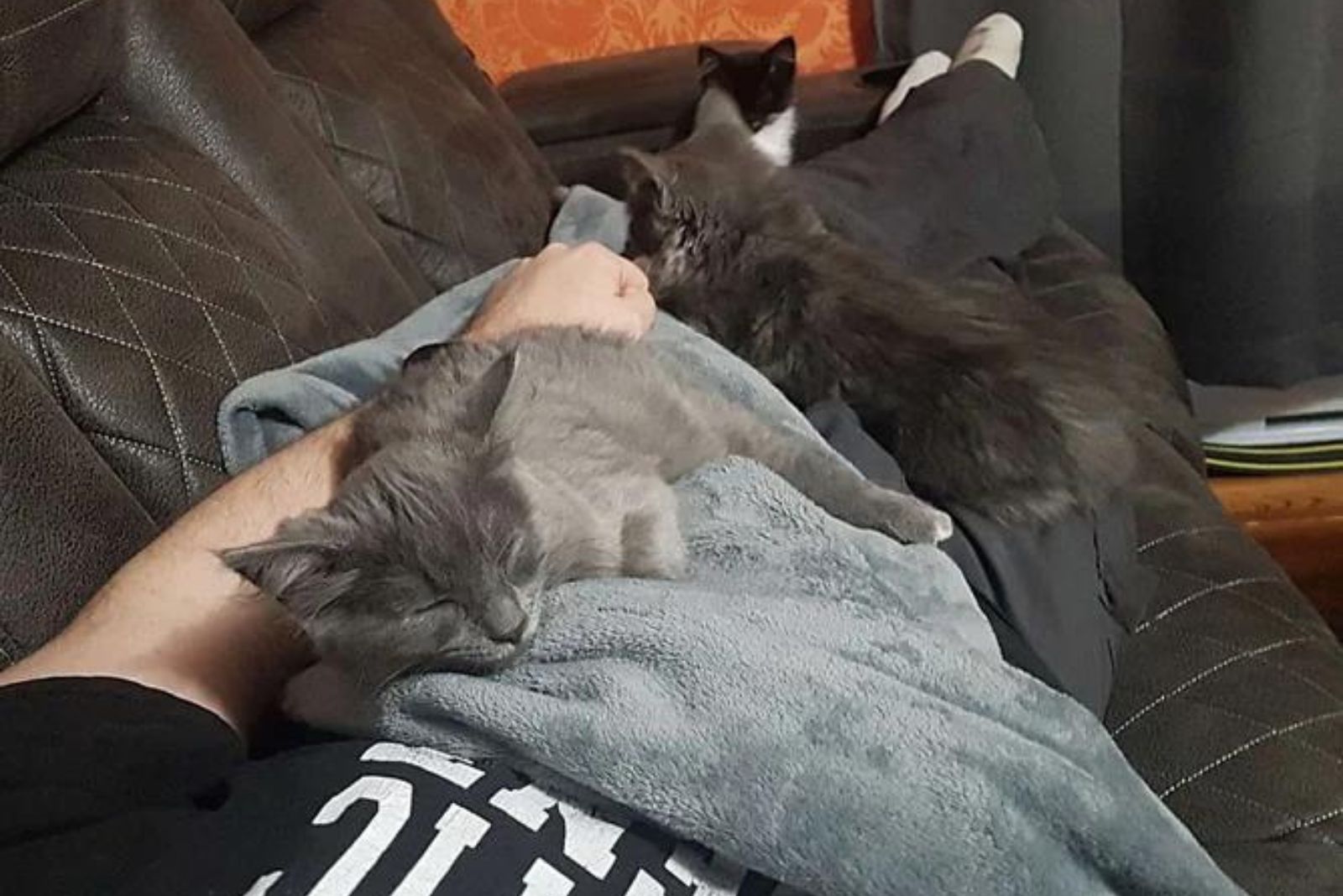 kittens sleeping on a guy